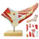 thumbnail image 1 of Modelo de pie Generies de 9 partes con 81 señales digitales, 1 of 7