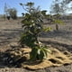 thumbnail image 2 of Agropelo, Mulch De Ahorro Hidrico Para Arboles 60cm, 2 of 2
