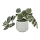 thumbnail image 2 of Planta cadena de corazon artificial, 2 of 4