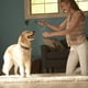thumbnail image 5 of Juego de cuerda para perros Franklin Pet Supply Co., paquete de 3, duradero y no tóxico, 5 of 8
