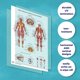 thumbnail image 4 of Set de pósters de anatomía: El arte de la ciencia y la medicina: 12 pósters, 4 of 7