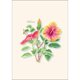 thumbnail image 2 of Set de tarjetas de notas Earth Sky + Water – 8 tarjetas con hibisco, 2 of 2
