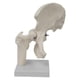thumbnail image 2 of Modelo De Articulación De Cadera Humana, Resistente Y Práctico, Color Blanco, Para Estudiantes De Osteopatía., 2 of 5