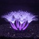 thumbnail image 1 of Bluecoco Flor de Acuario de Silicona que Brilla en la Oscuridad (Púrpura, Girasol), 1 of 6