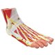 thumbnail image 3 of Modelo de pie Generies de 9 partes con 81 señales digitales, 3 of 7