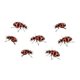 thumbnail image 3 of Kit de cultivo de mariquitas Insect Lore Ladybug Land con larvas vivas, 3 of 4