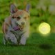 thumbnail image 2 of Lanzador de pelotas de tenis para perros Dog Toy Nerf con bola brillante de 2.5 pulgadas, 2 of 4