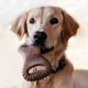 thumbnail image 4 of Juguetes masticables para perros Benebone Wishbone/Dental Durable, 2 unidades, 4 of 7