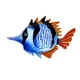 thumbnail image 5 of Peces Pintados A Mano Decoración De Pared Escultura De Peces Tropicales Para Decoraciones Azul, 5 of 5
