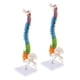 thumbnail image 5 of Columna Vertebral Humana De 25cm 45cm Con PELVIS MODELO FLEXIBLE ESTUDIO, 5 of 5