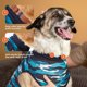 thumbnail image 3 of Traje de Recuperación Suitical para Perro – Talla Grande, Camuflaje Azul, 3 of 9