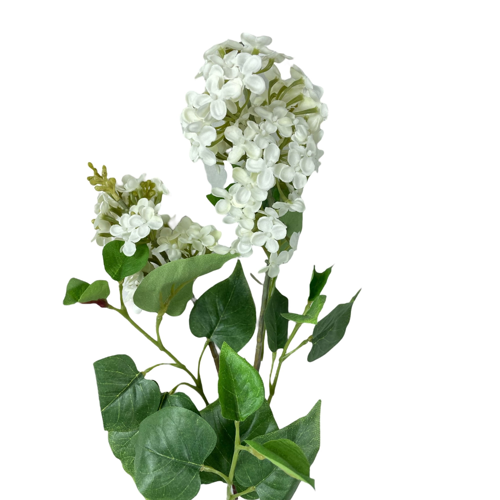 Corel - Lila Blanca 85cm Con Acabado Natural