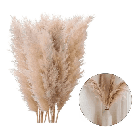 Genérico - Ramas Pampas Grass 10 Pzs 100 Cm Decoración