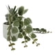 thumbnail image 4 of Planta cadena de corazon artificial, 4 of 4