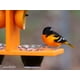 thumbnail image 3 of Comedero para pájaros Oriole AmishtoyBox.com Comedero de gelatina de doble taza, 3 of 8