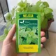 thumbnail image 2 of Semillas de Melisa Brisol para Huerta e Infusiones, 2 of 5