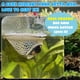 thumbnail image 4 of [sicutoz] Cueva Flotante Rosa de 7 cm para Betta y Camarones – Escondite y Alimentador, 4 of 9