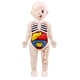 thumbnail image 3 of Torso Humano Cuerpo Modelo Anatomía órganos Internos Anatómicos Herramientas De Ense?anza, 3 of 5