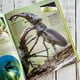 thumbnail image 2 of Bichos (con App) de Editorial Contrapunto, 2 of 6
