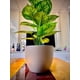 thumbnail image 4 of Planta Artificial Interior Decorativa Hojas Ralladas 80 Cm, 4 of 9