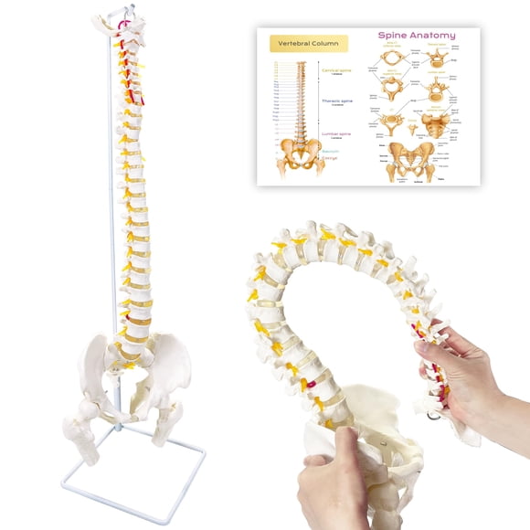 Modelo De Columna Vertebral De 34 6 Cm De Tamaño Natural Con Médula Espinal Y Pelvis