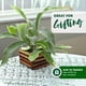 thumbnail image 3 of Helecho Cuerno de Ciervo Better-Gro 15 cm Cesta de Madera 20 pulg., 3 of 4