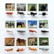 thumbnail image 2 of Montessori Zoo Safari Animal Match MEROCO con 12 figuras, 2 of 8