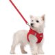 thumbnail image 1 of Arnés para perro rabbitgoo Stepin Pup, talla S, pecho de 15,1 a 16,5 in, 1 of 3