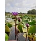 thumbnail image 4 of Té de flor de loto Lotus Flower Ankhclave Sesen bolsa de 30 g, 4 of 4