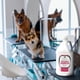 thumbnail image 5 of Shampoo para perros Groomer Essentials Berry Clean 3785 ml, 5 of 9