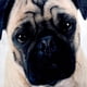 thumbnail image 2 of Funda Decorativa Para Cojín Pug Beige, 2 of 4
