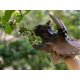 thumbnail image 5 of Marioneta de mano Triceratops gigante y suave de Gemini&Genius, 5 of 9