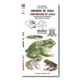 thumbnail image 1 of Anfibios De Chile, 1 of 2