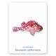 thumbnail image 3 of Un Mar De Animales. Juego De Memoria, 3 of 6