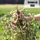 thumbnail image 4 of Cacahuates Pelados Para Vida Silvestre 4 5 Kg No Ogm, 4 of 7