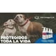 thumbnail image 2 of Superpet Omega Gatos 125 ml, 2 of 5