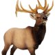 thumbnail image 5 of Estatuine Safari Ltd. Elk Bull, modelo de plástico de 4,75 cm, más de 3 años, 5 of 7