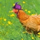 thumbnail image 5 of 6 sombreros de pollo para gallinas, mascotas pequeñas, divertidos accesorios de pollo, sombrero de copa de plumas con elástico ajustable., 5 of 7