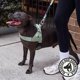 thumbnail image 5 of Arnés para perro Dog Friendly Co – Grande, caqui, ajustable, 5 of 8