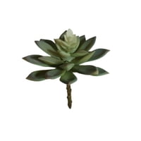 Corel - Suculenta Echeverria Verde 14Cm (Sin Macetero)