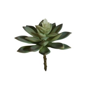 Corel - Suculenta Echeverria Verde 14Cm (Sin Macetero)