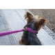 thumbnail image 2 of Collar Petmate Dogzilla rosa para perro, tamaño mediano, 10-16 pulgadas, 2 of 5