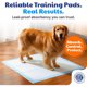 thumbnail image 3 of AKC Dog Training Pads, XL 28 x 30, Fresh Scent, 50 Count, 3 of 3