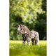 thumbnail image 2 of Pony de juguete LeMieux Appaloosa Montana - Talla única, 2 of 3