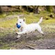 thumbnail image 3 of Juguete para perros Chuckit! Crunch Ball de tamaño mediano (paquete de 2), 3 of 6
