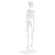 thumbnail image 2 of Modelo de Esqueleto Humano Anatomía Lab 48 cm con Brazos y Piernas Móviles, 2 of 5