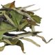 thumbnail image 4 of Té blanco Tian Hu Shan Bai Mu Dan a granel 114 g, 4 of 9