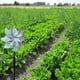 thumbnail image 4 of Paquete de 10 molinos de viento reflectantes para patios y jardines, ahuyentan a pájaros y animales., 4 of 5