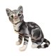 thumbnail image 2 of Lovely Cat Doll Peluche De Juguete Cómodo Doll Soft Para Ni?os Adultos Adolescentes Negro, 2 of 5
