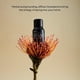 thumbnail image 3 of Aceite Esencial Vitruvi Legacy 15 ml Mezcla Woodsy 100% Puro, 3 of 3